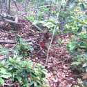 Cardinal