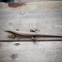 Common Sun Skink