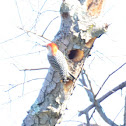 Red-bellied Woodpecker