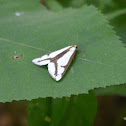 Leconte's Haploa