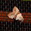 Moth