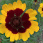 Plains coreopsis