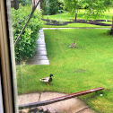 Mallard