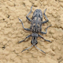 Ribbed Pine Borer