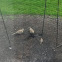 Mourning Dove