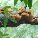 Jew's Ear fungus 木耳