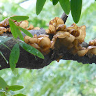 Jew's Ear fungus 木耳