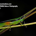 Grasshopper 