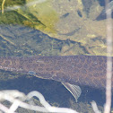 Patterned Gar Fish