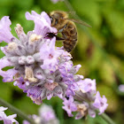 Western Honey Bee