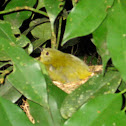 Wilson's Warbler