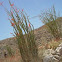 Ocotillo