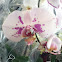 Moth Orchid