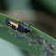 Ladybug larvae