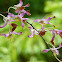 Dendrobium