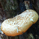 Dryad's saddle and Pheasant's back mushroom