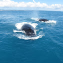 Humpback whale