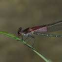 American Rubyspot
