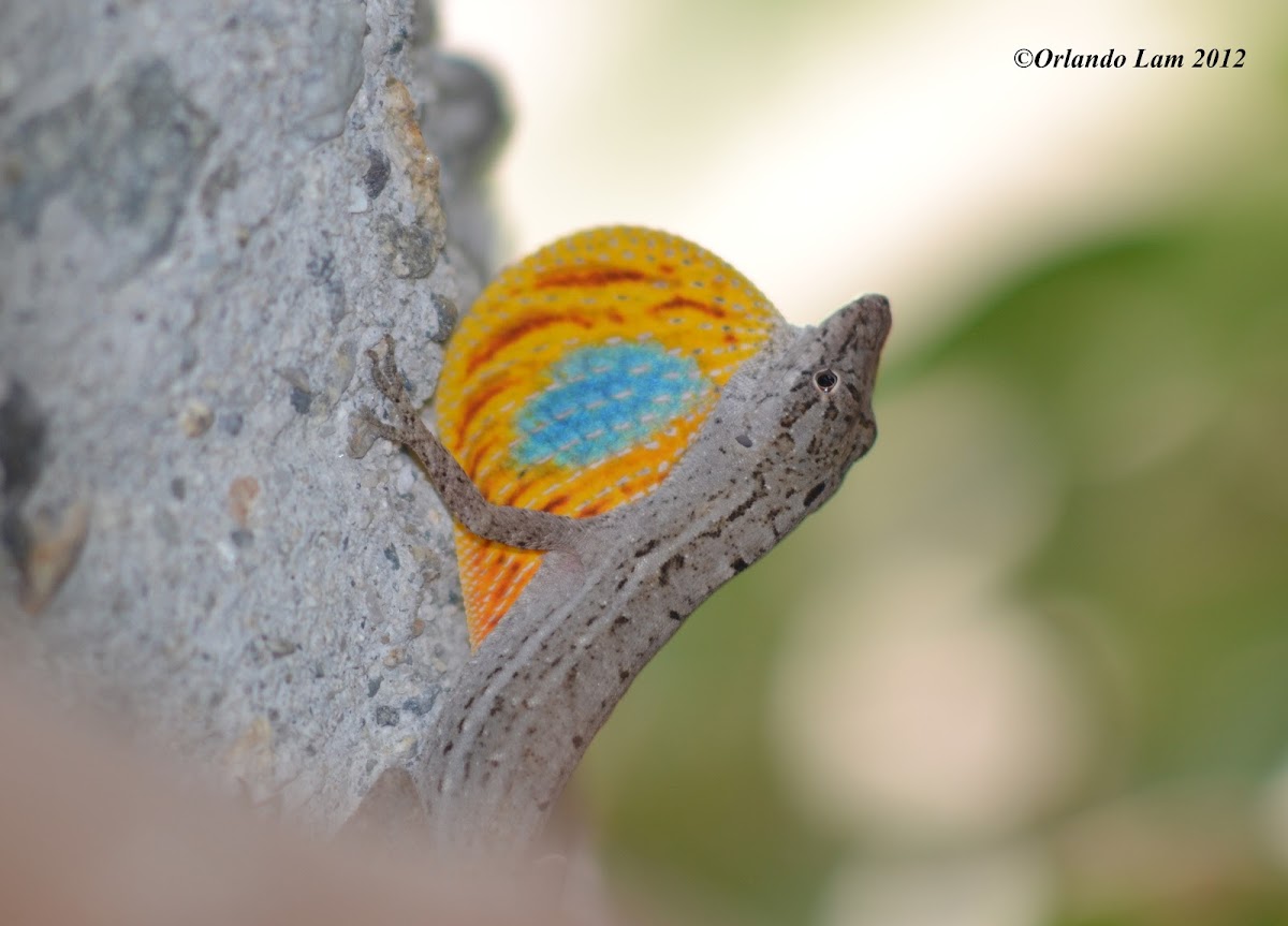 Anolis