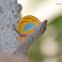 Anolis