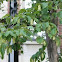 American hophornbeam / Ironwood