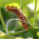 Passion Caterpillar