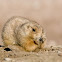 Blacktail Prairie Dog
