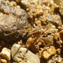 Wolf Spider