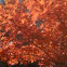 Sugar maple