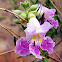 Desert Willow