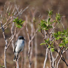 Eastern Kingbird