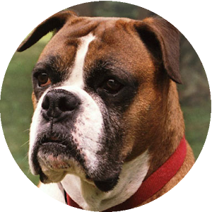 Boxer HD Wallpapers.apk 1.0