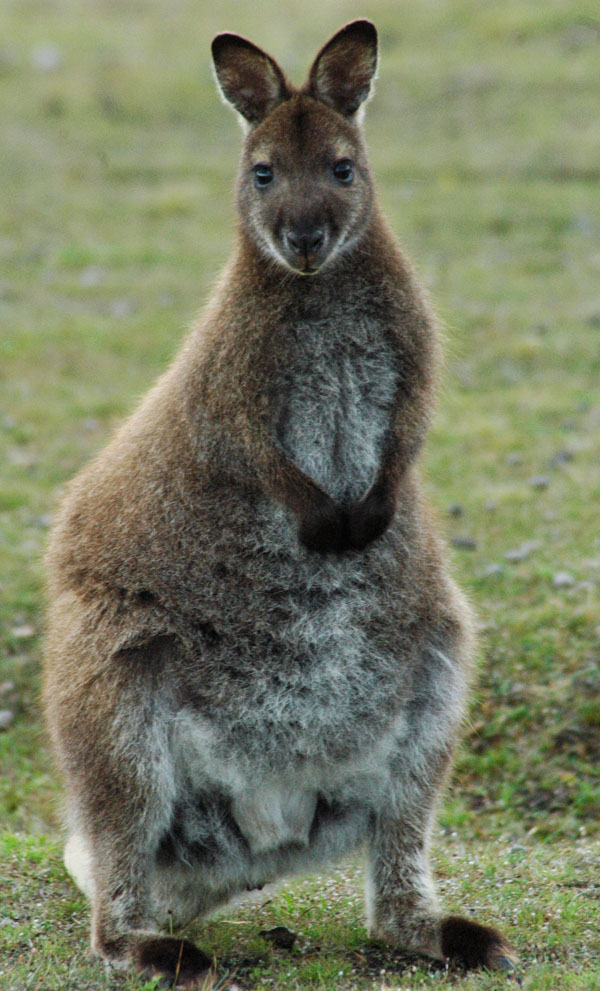 Bennett's wallaby (Macropus rufogriseus rufogriseus)