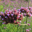 Purpletop Vervain