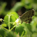 Geranium Bronze