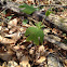 Tulip poplar