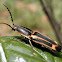 Click Beetle.