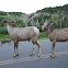 Bighorn sheep