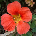 Nasturtium