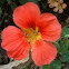 Nasturtium