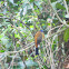 Red-naped Trogon