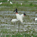 jabiru