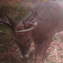 Whitetail deer