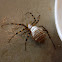 Banded Garden Spider