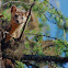 American Marten