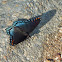 Red-spotted Purple butterfly