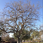 Valley Oak