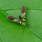 Fly