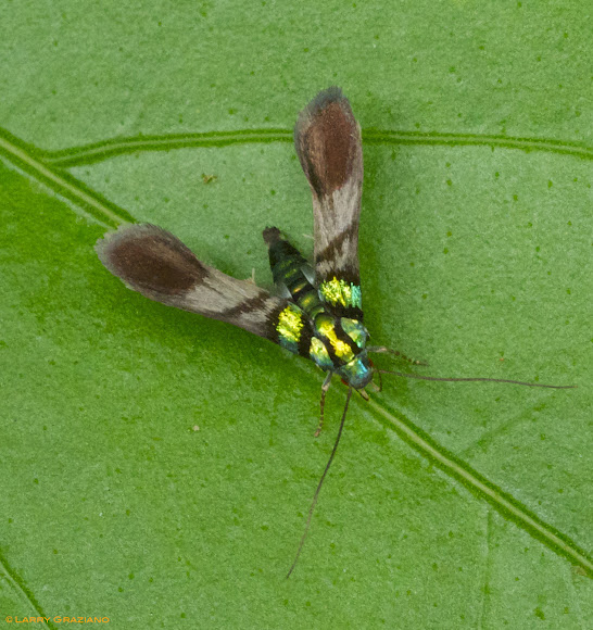 Spotting Image 1