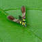 Fly